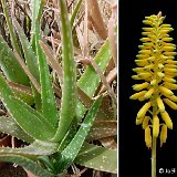 Aloe officinalis (Saudi Arabia) sometimes confused with vera although much rarer (10.5 and 12cm Ø available)